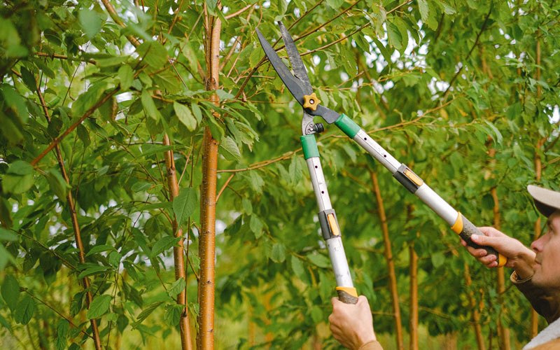 Tree trimming in Oden, AR