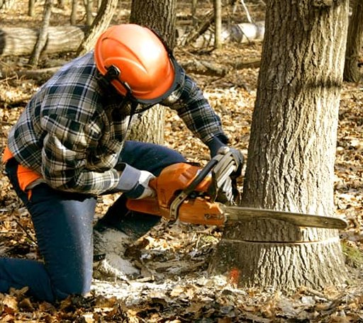 Tree Removal in Oden, AR